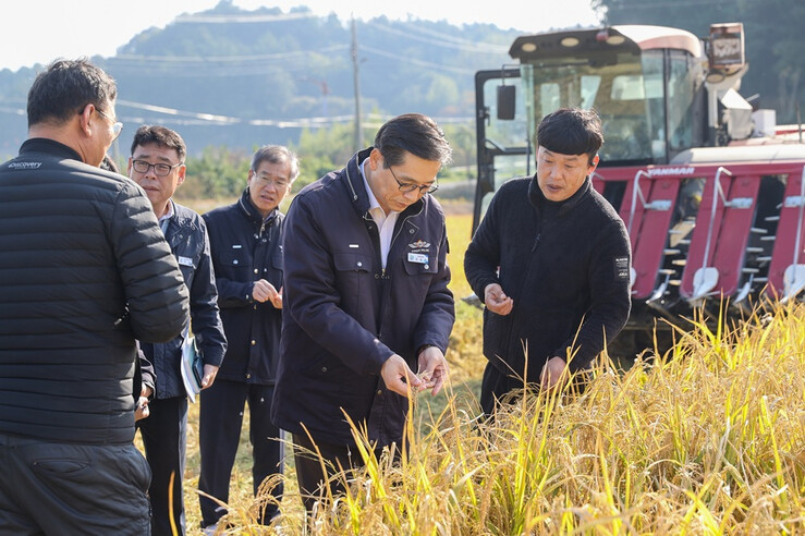 영암군, 서호면 가루쌀 수확 현장서 ...