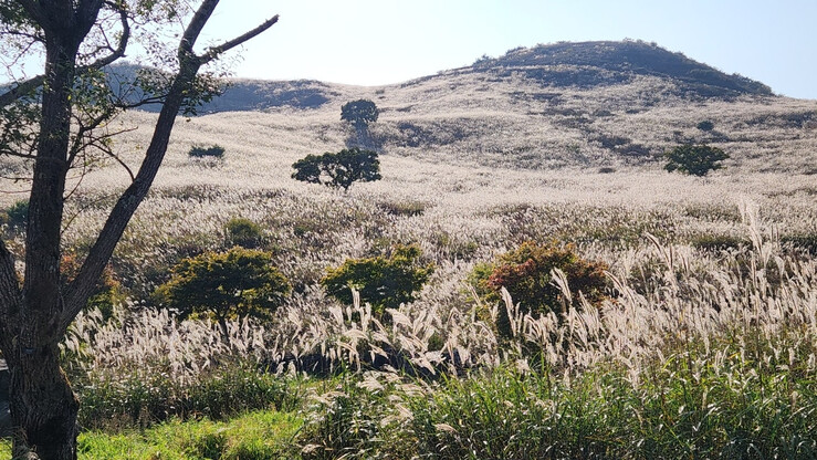 [로컬거버넌스] 경남 합천군 ‘황매산 억새축제’ 14만명 방문
